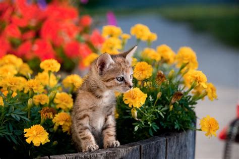 Cute Kitten In Flowers Stock Image Image Of Kitty Kitten 11185113