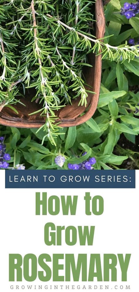 How To Grow Rosemary 5 Tips For Growing Rosemary Growing In The