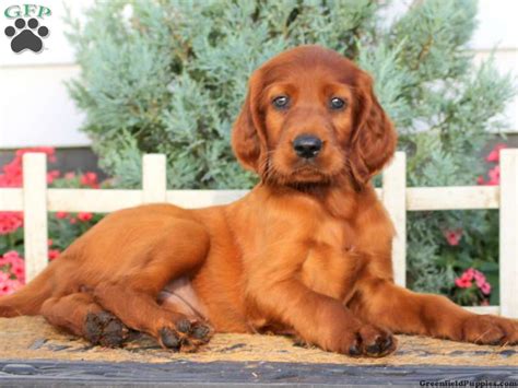 Domestic american gampr for pet or security. Irish Setter Puppies For Sale - Irish Setter Dog Breed ...