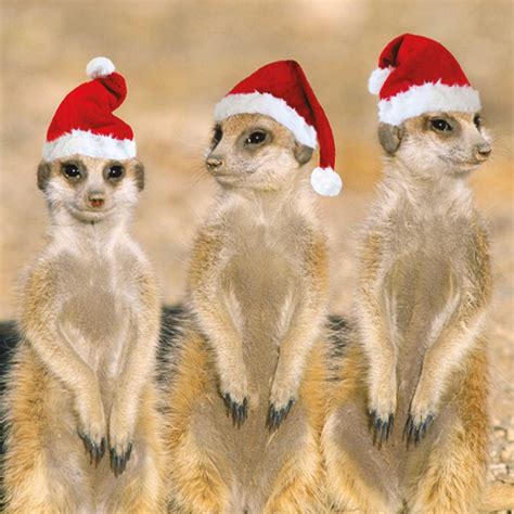 Merry Christmas Christmas Cards From Pdsa Pet Holiday Meerkat