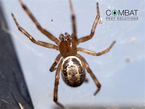 False Black Widow Spider Bite Symptoms Two People In Hospital After