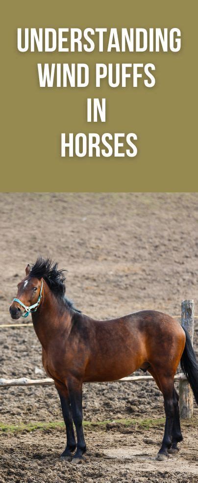 Understanding Wind Puffs In Horses Horses Older Horses Horse Rider