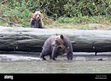 Grizzly Bear Mother And Cub Hi Res Stock Photography And Images Alamy