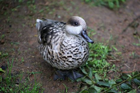 Marbled Teal Zoochat