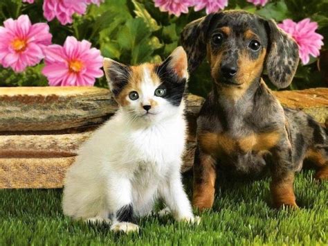 Kittens And Puppies Wallpapers Group 72