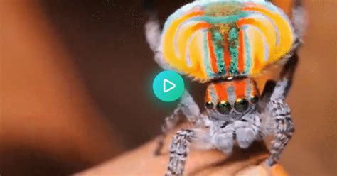 Peacock Spider Dance  On Imgur