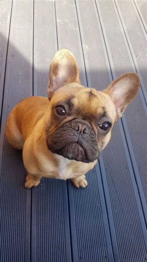 Sharing a laugh with a friend is almost always a great feeling. 50 of the Best French Bulldog Names and Their Meanings ...