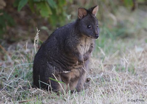 Tasmanian Pademelon This Small Wallaby Became Extinct On T Flickr