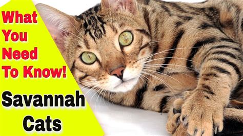 Everything You Need To Know About The Savannah Cat Youtube
