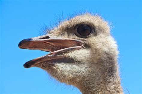 Ostrich Bird In Closeup Stock Photo Image Of Head Large 22731232