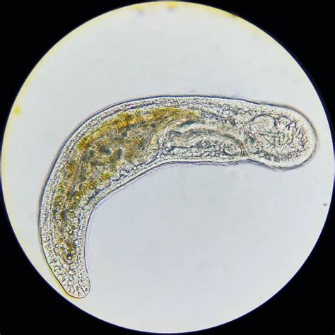 Flatworm Microscopy Microscope Biology Science Hobby