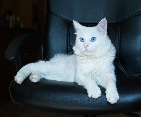 White Cat With Blue Eyes Stock Photo Image Of Look