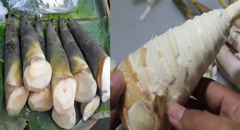 Síapa Sangka Ternyata Tunas Bambu Memílíkí Manfaat Kesehatan Untuk