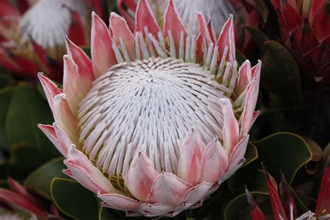Protea South Africa Plant Fungus Fynbos Forest View Fruit Seeds