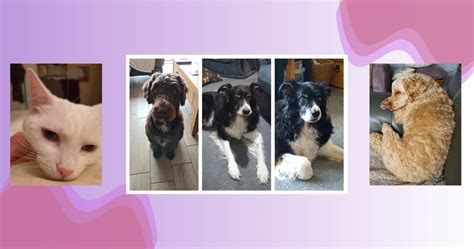 Paws for Thought - Dog Walker in Dunmow