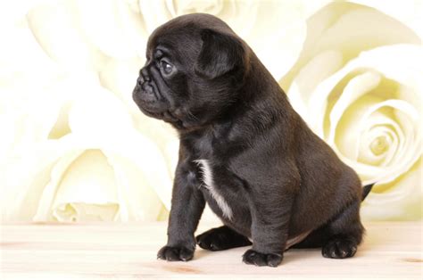 Use them in commercial designs under lifetime, perpetual & worldwide rights. TINY PUG PUPPIES 3/4 | Chesterfield, Derbyshire | Pets4Homes
