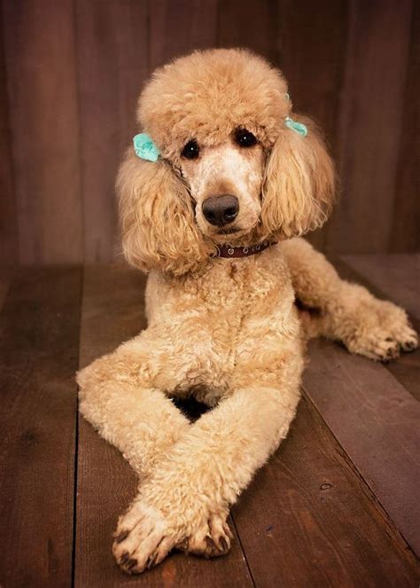 The Poodle Is A Group Of Formal Dog Breeds The Standard Poodle