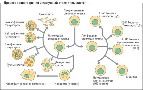 Работа клеток иммунной системы