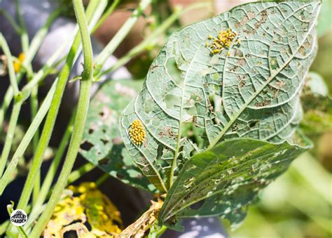 Maybe you would like to learn more about one of these? Garden Pest: Mexican Bean Beetle