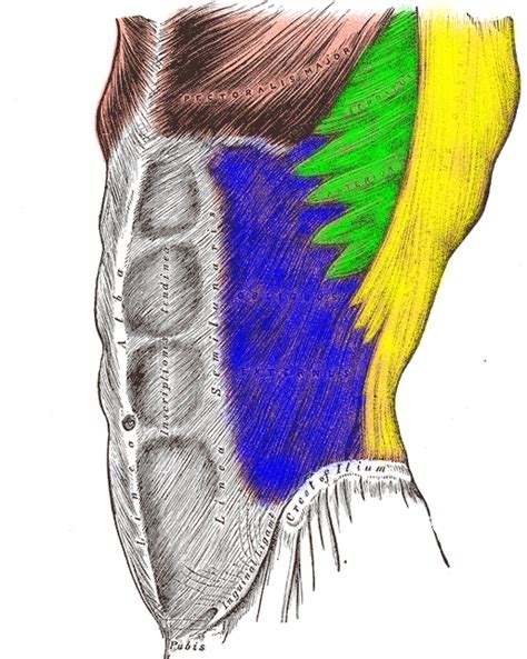 Muscles On Side Of Torso