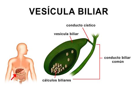 Diccionario De Biologia ¿quÉ Es VesÍcula Biliar