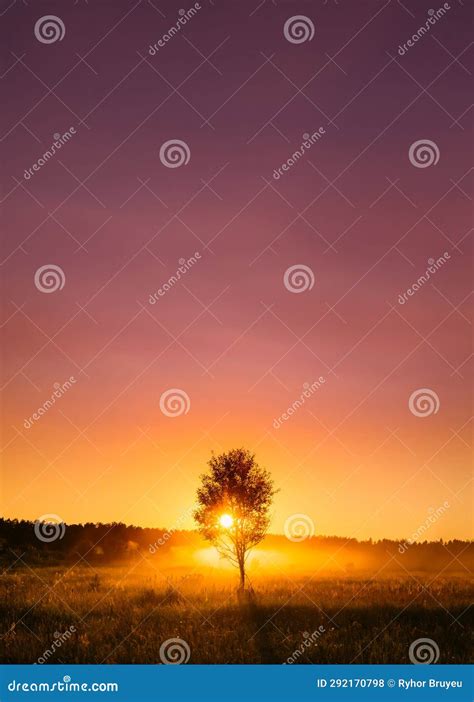 Sunset Sunrise In Misty Autumn Meadow Landscape With Lonely Tree Sun