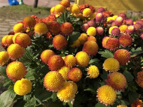 Deal to expand grocery wholesaler/retailer's southeastern footprint. Flowers 꽃에 있는 Ann Lee님의 핀(이미지 포함) | 꽃