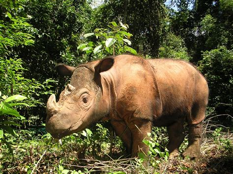The Sumatran Rhino Still Roams Wild Sighted For The First Time In 40