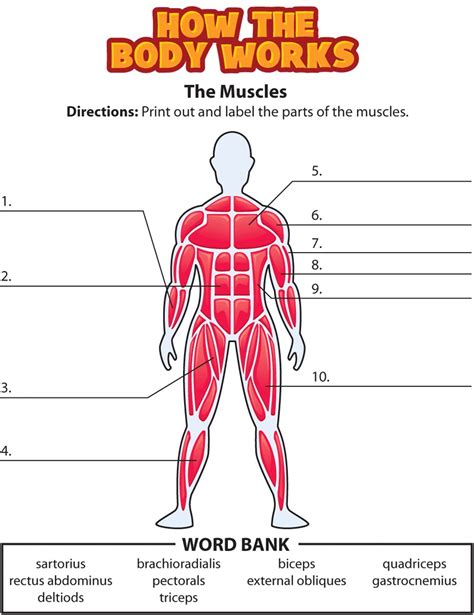 32 Blank Muscle Diagram To Label Labels For Your Ideas