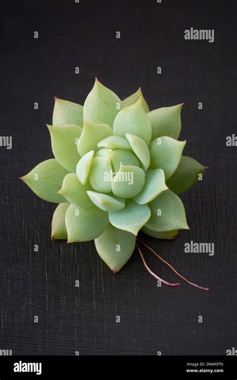 Thick Fleshy And Engorged Succulent Plant On Black Textured Surface