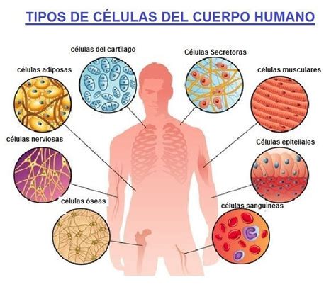 Tipos De Celulas Del Cuerpo Humano Tissue Types Human Anatomy And Images