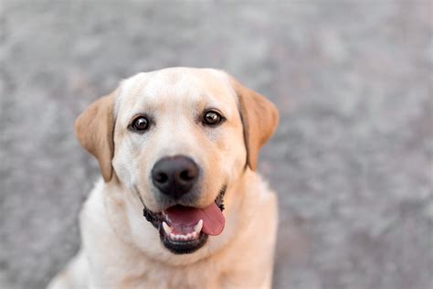 Yellow lab pet portrait paintings in oil sandy in the s, with red. Yellow Lab dog - Alessandra Sawick Photography