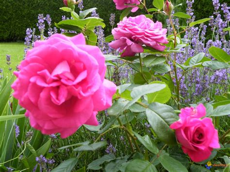 Photo Roses De Mon Jardin