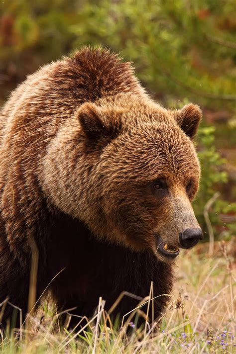Grizzly Bear Yukon Photograph By Robert Postma Fine Art America