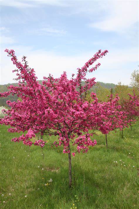 An upright, spreading ornamental tree. Brandywine Crabapple - Shade Tree Farm | Shade Tree Farm