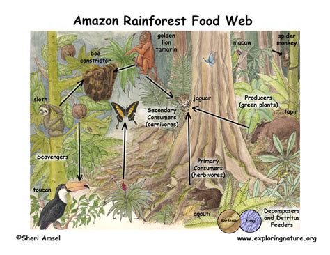 Food Web Tropical Rainforest El Yunque