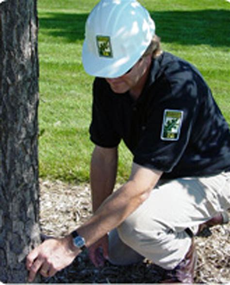 Pruning or removing trees, especially large trees, can be dangerous work. How to Hire an Arborist