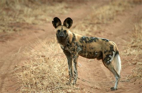 African Wild Dog The Life Of Animals