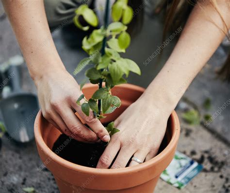 Person Potting Up A Plant In A Terracotta Pot Stock Image F0212553