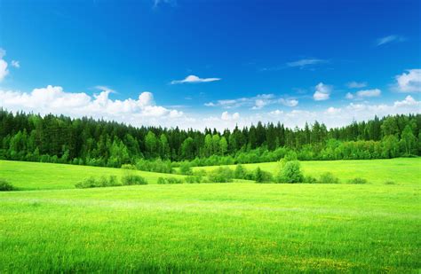 Natural Grass Wallpapers Top Free Natural Grass Backgrounds
