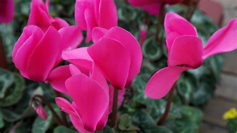 How To Grow And Care For Cyclamen Indoors A Beginners Guide