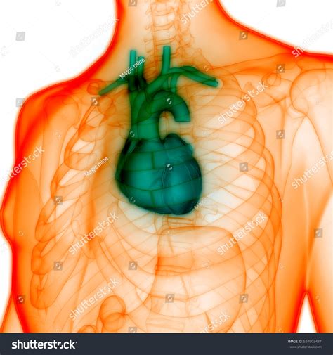 Human Body Organs Heart Anatomy 3d Stock Illustration 524903437