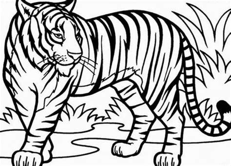 Malvorlage Tiger Kostenlose Ausmalbilder Zum Ausdruck Vrogue Co