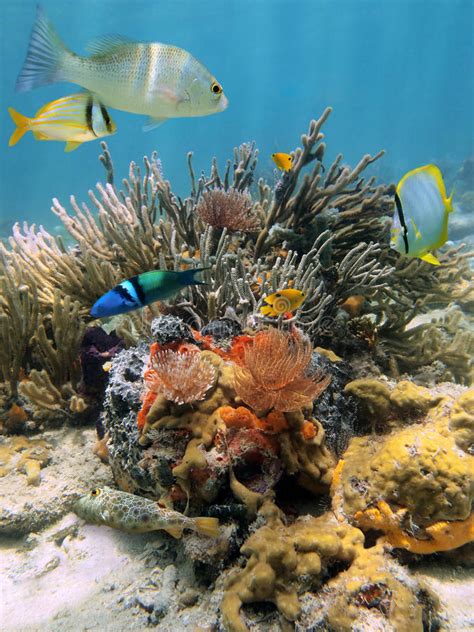 Colorful Underwater Scenery In The Caribbean Sea Stock