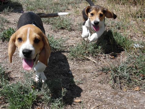 New Litter Of Pocket Beagle Puppies Just Born Tiny Beagles Miniature