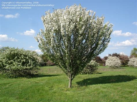 Plantfiles Pictures Flowering Crabapple Adirondack Malus By