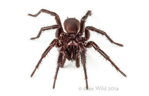 An Incredible Close Up View Of One Of The Worlds Most Venomous Spiders
