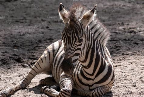 Young Little Zebra Zebra Animal Photo Animals