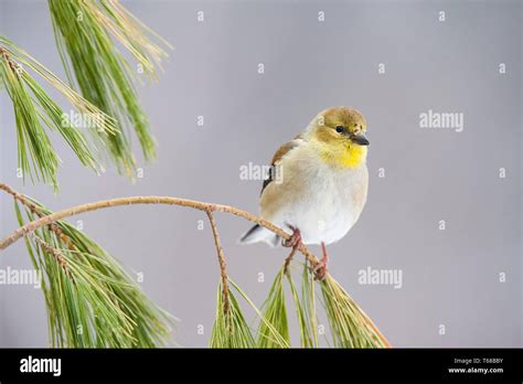 American Goldfinch Spinus Tristis Perched On Twig In Winter Nova
