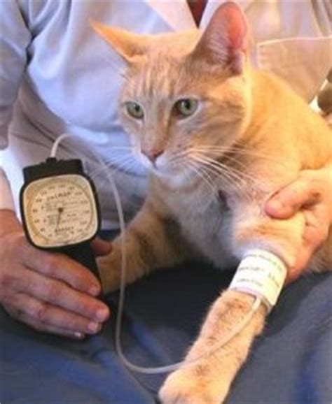 Primary hypertension, meanwhile, refers to when. High blood pressure in cats